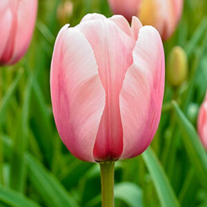 Tulipa "Salmon Impression" - Darwin-hibrid (7 db)