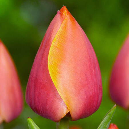 Tulipa "Ad Rem" - Darwin-hibrid (7 db)