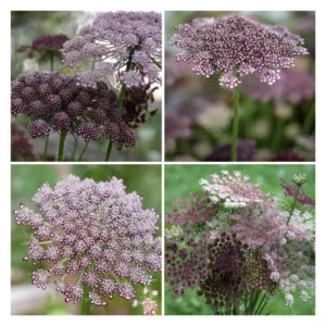 Daucus carota Dara - Díszmurok (min. 50 szem)