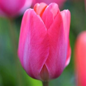 Tulipa "Lady van Eijk" - Darwin-hibrid (7 db)
