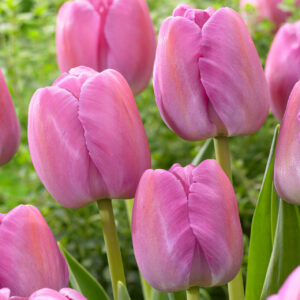 Tulipa "Purple Pride" - Darwin-hibrid (7 db)
