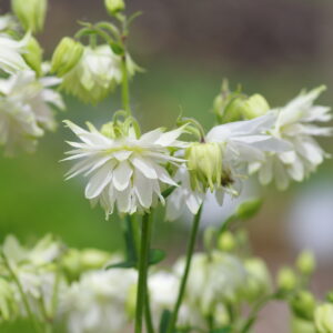 Aquilegia vulgaris - Harangláb "White Barlow" (min. 20 szem)