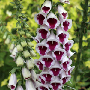 Digitalis purpurea - Gyűszűvirág "Pam's choice" (min. 20 szem)