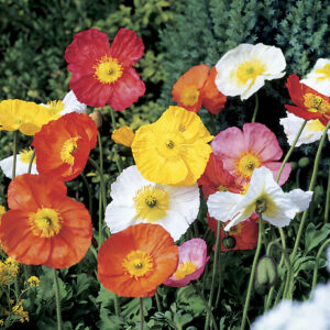 Papaver nudicaule - Izlandi pipacs "Spring Fever MIX" (min. 20 szem)