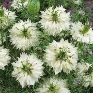 Nigella damascena - Borzaskata "Miss Jekyll White" (min. 50 szem)