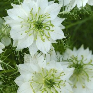 Nigella damascena - Borzaskata "Albion Green Pod" (min. 50 szem)