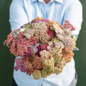Achillea millefolium - közönséges cickafark "Summer Pastels" (min. 20 szem)