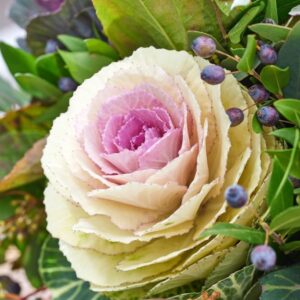 Brassica oleracea - Díszkáposzta "Condor White F1" (min. 20 szem)