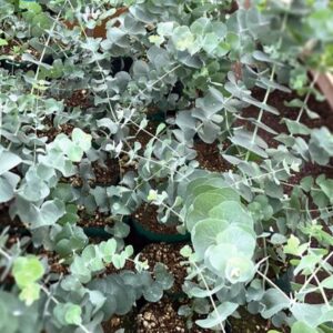 Eucalyptus cinerea - Eukaliptusz "Silver Dollar" (min. 20 szem)