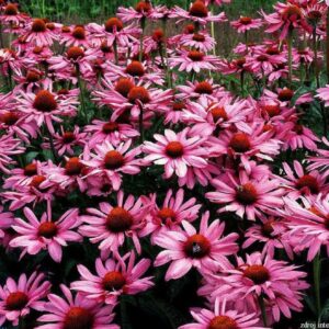 Echinacea purpurea - Kasvirág "Grandiflora Magnus" (min. 20 szem)