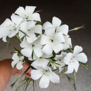 Agrostemma gracilis - Vetési konkoly "Queen White" (min. 20 szem)