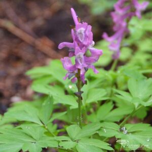 Corydalis cava - Odvas keltike (3 db)