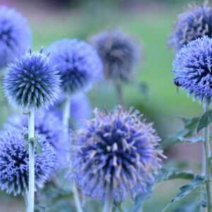 Echinops bannaticus - Kék szamárkenyér "Blue glow" (min. 20 szem)