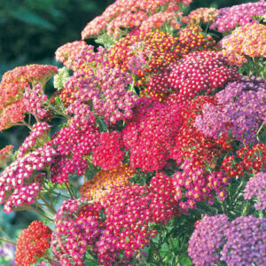 Achillea millefolium - közönséges cickafark "Summer Berries" (min. 20 szem)