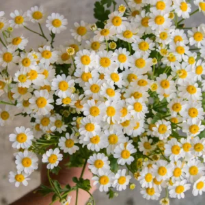 Tanacetum parthenium - Őszi margitvirág "Vegmo Single" (min. 20 szem)