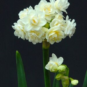 Narcissus "Erlicheer" - csokros virágú nárcisz (3 db)
