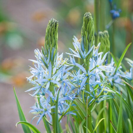 Camassia leichtlinii "Blue Heaven" - kék prérigyertya (3 db)