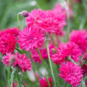Centaurea - Búzavirág "Double Red Boy" (min 50 szem)