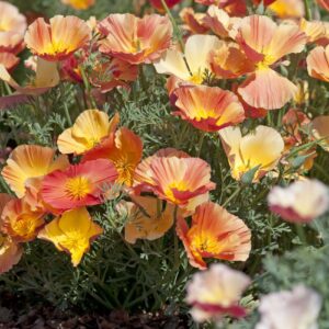 Eschscholzia - Kaliforniai kakukkmák "Thai Silk Apricot Chiffon" (min. 20 szem)