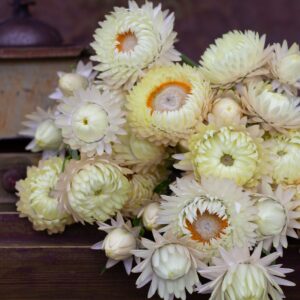 Helichrysum bracteatum - Szalmarózsa "Creamy White" (min. 20 szem)