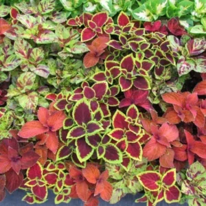 Coleus blumei - Díszcsalán "Wizzard MIX" (min. 20 szem)