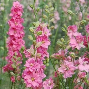 Delphinium consolida - Szarkaláb "QIS Rose" (min. 50 szem)