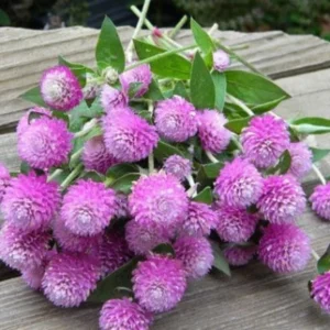 Gomphrena globosa - Bíborka "QIS Lilac" (min. 20 szem)