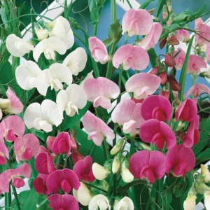 Lathyrus latifolius - Nagyvirágú lednek "Pearl MIX" (12 szem)