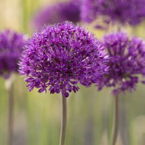 Allium afl. "Purple Sensation" - iráni díszhagyma (5 db)