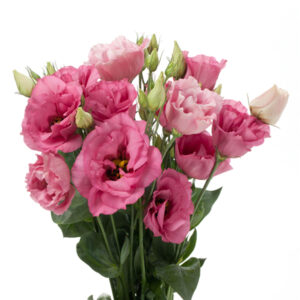 Eustoma grandiflorum - Liziantusz "Cessna Deep Rose III F1" (min 20 szem)