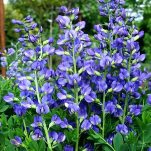 Baptisia australis – Déli borsófürt “Caspian Blue” (min. 10 szem)