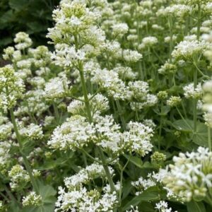 Centranthus ruber - Sarkantyúvirág "fehér" (min. 20 szem mag)