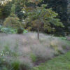 Eragrostis spectabilis - Tőtippan (min. 15 szem) - Image 4