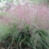 Eragrostis spectabilis - Tőtippan (min. 15 szem) - Image 3