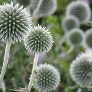 Echinops bannaticus - Szamárkenyér "Star Frost" (min. 10 szem)