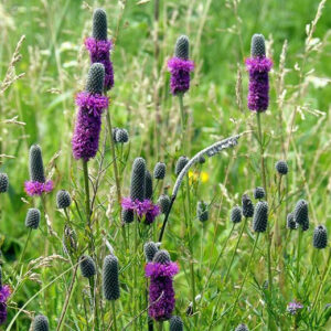 Dalea purpureum - Bíbor préri here (min. 20 szem)