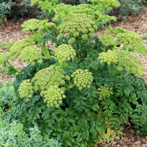 Angelica pachycarpa - Angyalgyökér (min. 10 szem)