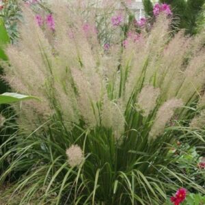 Calamagrostis brachytricha ar. - Koreai nádtippan (min. 10 szem)