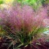 Eragrostis spectabilis - Tőtippan (min. 15 szem)