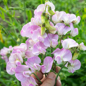 Lathyrus latifolius - Nagyvirágú lednek "Pink Pearl" (min. 10 szem)