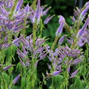 Veronicastrum virginicum caeruleum - Virginiai veronica "kék" (min. 20 szem)