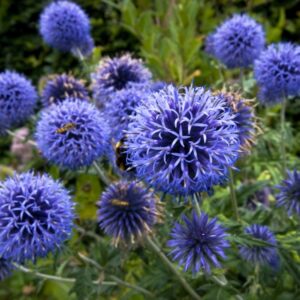 Echinops ritro - Kék szamárkenyér "Platinum Blue" (min. 10 szem)