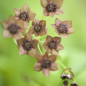 Bupleurum longifolium - Évelő buvákfű "Bronze Beauty" (min. 10 szem)