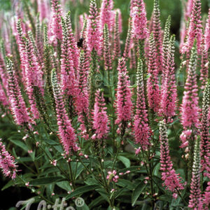 Veronica longifolia - Hosszúlevelű veronika "Pink shades" (min. 20 szem)