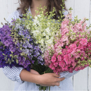 Delphinium consolida - Szarkaláb "QIS színkeverék" (min. 50 szem)