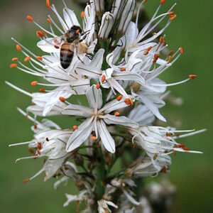 Asphodelus fistulosus - Aszfodélosz (min. 20 szem mag)