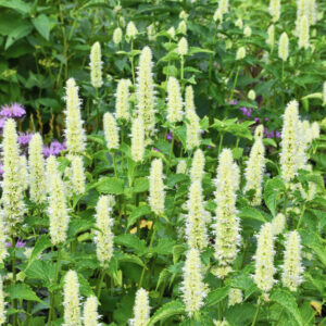 Agastache rugosa - Ánizsillatú izsópfű "Alabaster" (min. 20 szem)