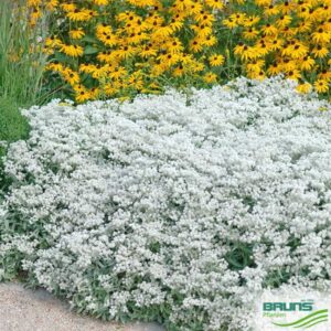 Anaphalis triplinervis - Ezüstös gyöngykosárka (min. 20 szem)