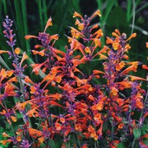 Agastache aurantiaca - Kolibrimenta "Tango" (min. 10 szem mag)