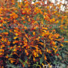 Agastache aurantiaca - Narancssárga izsópfű Navajo Sunset" (min. 20 szem) - Image 2